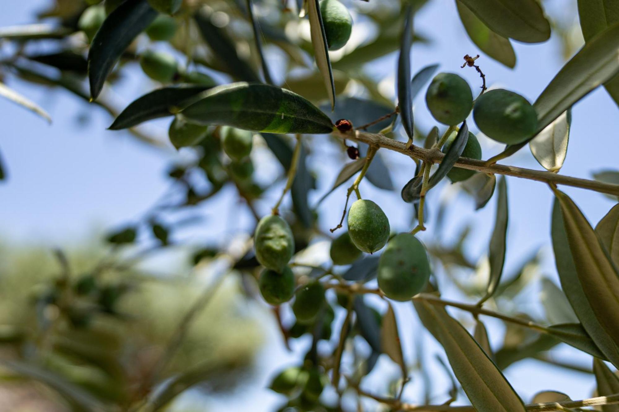 Tenuta Dell'Al.Ma. Amalfi Eksteriør bilde